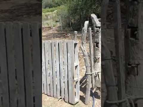 Torito en Estancia de Guadalupe