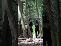 Zo wordt parachutist in Teuge uit boom bevrijd | #Shorts