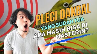 Download lagu BERBAGI PENGALAMAN TENTANG PEMASTERAN PLECI DAKBAL YANG SUDAH UMUR/TUA HAMPIR NYERAH!!! mp3