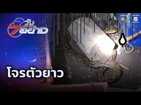 7 วัน 7 อย่าง : โจรตัวยาว | สนามข่าว 7 สี