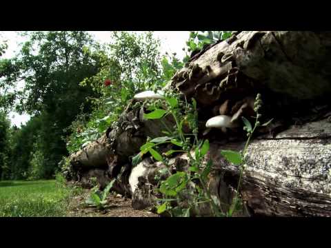 Blomstergården ved Viborg