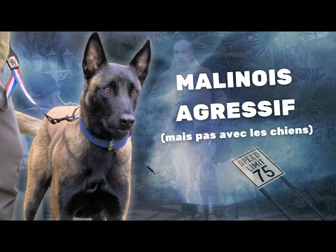 Malinois Agressif avec les humains, vélos et tout ce qui va vite (mais pas les chiens)