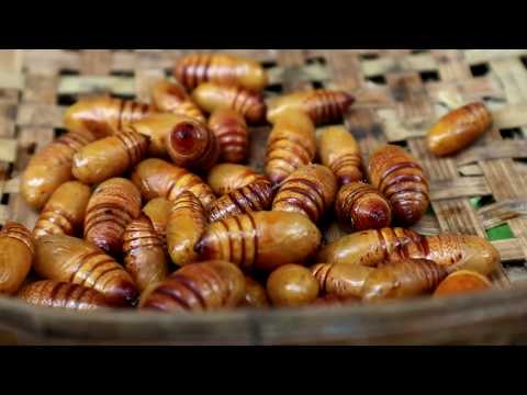 Survival skills: Find Worms on tree & grilled in clay for food - Cooking Worms eating delicious Video