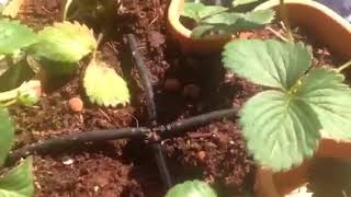 How To Grow Strawberries At Home