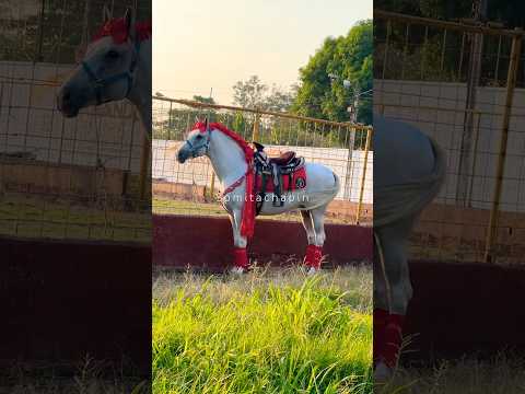 🐴 hermoso ejemplar en la Democracia ESCUINTLA