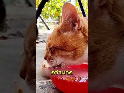 ทำไมแมวกินน้ำไม่หกสักหยด แต่หมาทำเลอะ?