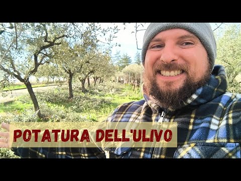 Olive tree pruning: 5 golden rules for error-free pruning.