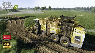 FS25 | Ropa Tiger 6s relaxed beet harvest | ReShade Gameplay |