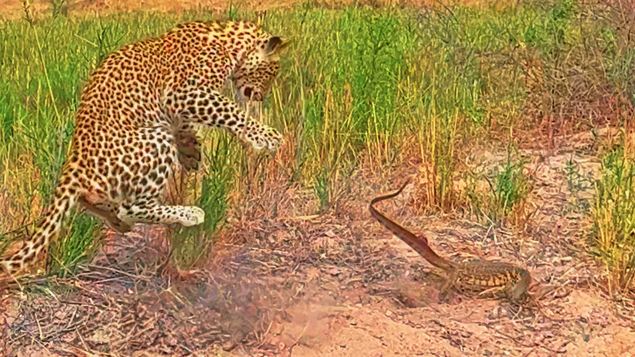 Feisty Monitor Lizard Shows Young Leopard Who The Boss Is
