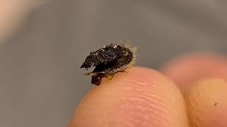 Tiny Tortoise Beetle Larvae On My Thumb *Video 3/3