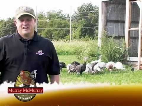 MMH/PoultryPursuit Episode 6