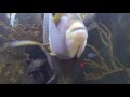 French Angelfish and Queen Angelfish in ...