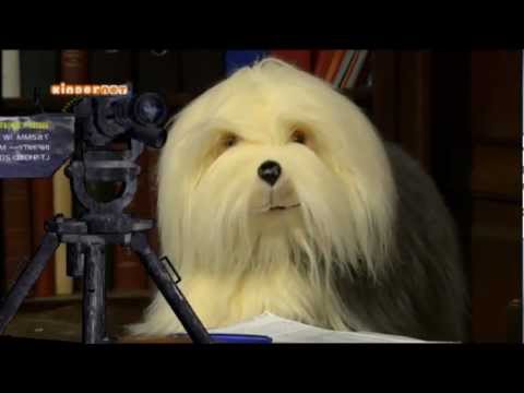 Samson in Wonderland