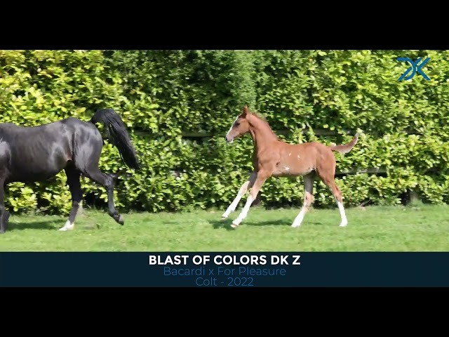 2 Blast of Colors DKZ