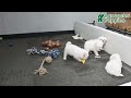 Maltese dogs for sale: Muffin - Video 1