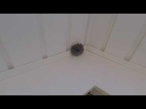 Bald-Faced Hornets Above the Door in Holmdel, NJ