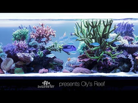 500L Dream SPS Tank | Oly's Reef [Swissreefer presents]