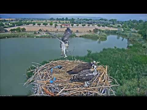Osprey fledgling #3 playing in the wind (7/20/19)