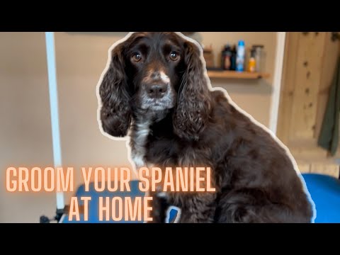 How to groom your spaniel at home (with clippers)