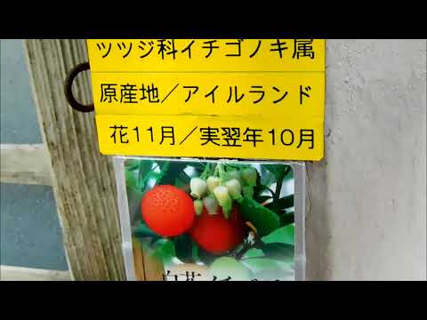 ハイブリッドイチゴの木、レッドトランクイチゴの木、アルブトゥス×アンドラクノイデス