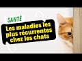 Les Maladies Les Plus Récurrentes Chez Les Chats