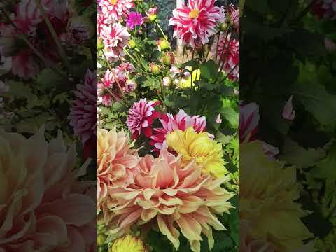 🌹 rose 🌹#rose #loverose #shorts #viralshorts