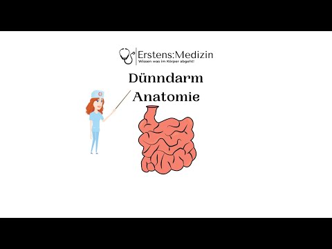 Dünndarm Anatomie