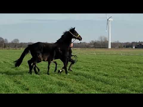 Hengstfohlen von Taurus x Hotline x Don Romantic x Feiner Stern x Figaro.