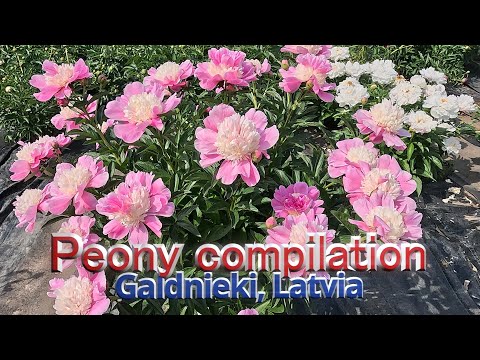 Peony compilation in Galdnieki