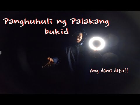 Pangingilaw ng palakang bukid | Ang dami! | Buhay probinsya