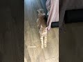 Maine Coon Kitten vs Adult Cat : 6 months vs 3 years 🙀 Check his back paws!🤞#cutecat #paws