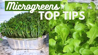 Microgreens for BEGINNERS | 7 Top Tips for Growing Microgreens
