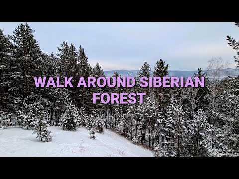 Walk around the cozy Siberian forest on a winter day - 4k UHD