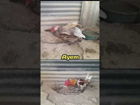 two brown ducks meet a chicken and a male duck