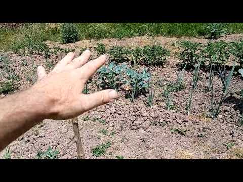 Comparison results of electroculture magnetoculture experiment. Magnetic antenna basalt biochar