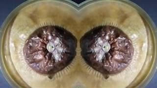 Nicola Cruz — Colibria (unofficial music video)