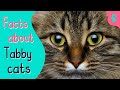 Top 10 Facts About Tabby Cats Furry Feline Facts