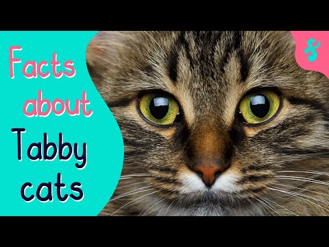 Top 10 Facts about Tabby Cats | Furry Feline Facts