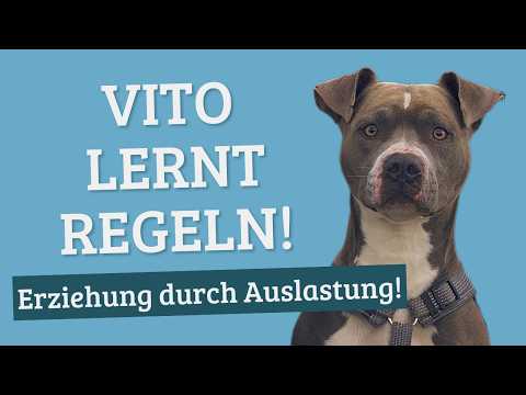 Education through activity – "Vito" learns rules! Part 2