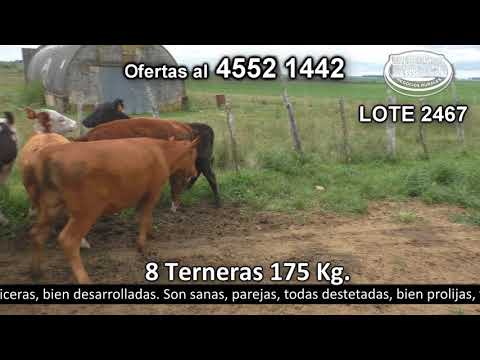 Lote 8 Terneras 2 HE c/  RA,  2 AA,  2 RA,  1 HE y 1 HE c /  AA. 175kg -  en Monzón - R57 km 8  a 8 km de Cardona