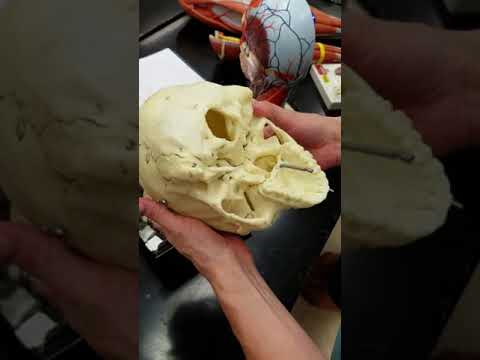 Lab Video Skull Part 1
