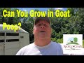 Goat Poop Gardening Experiment Gardening Goat