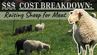 Raising Sheep for Meat: Cost Breakdown