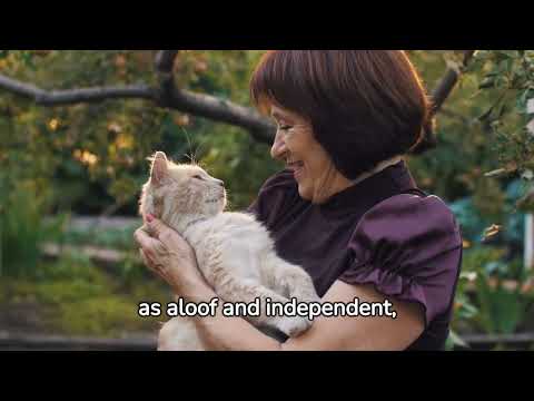 The Wonderful World of Cats - Documentary