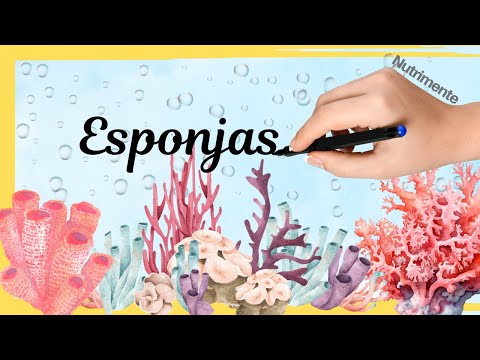 Phylum Porifera. Sea sponges: silent architects of the ocean