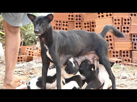 She does her best to feed the five babies || # 485 Nature Show