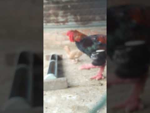 GÀ ĐÔNG TẢO GIỐNG