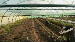 preview picture of video 'ferme de Keréré methode de buttes en terre maraicher bio locmariaquer'