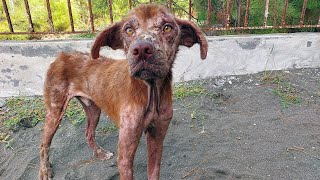 Feeding Hungry and Sick Homeless Dog -  Dog rescue Animalz TV