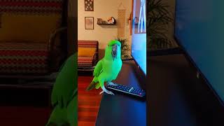 O papagaio mais bagunceiro do Brasil tentando mexer na TV 😳